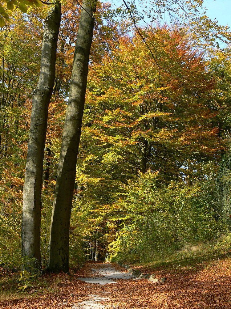 Herbstwald im Landschaftsgarten