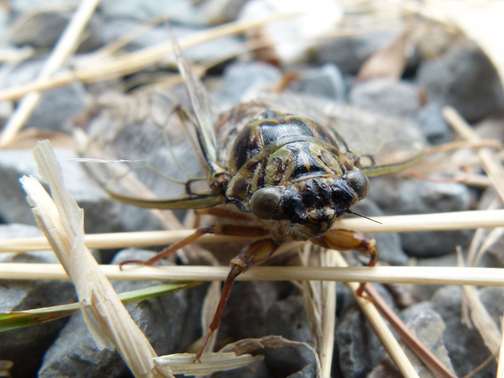 Fluginsekt Mannasingzikade (Cicada orni)