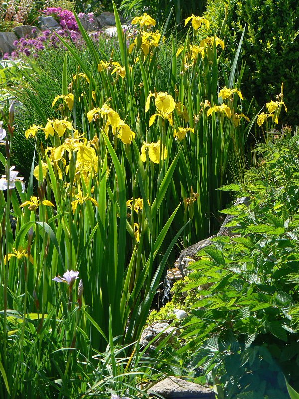 Wasserschwertlilien (Iris pseudacorus)