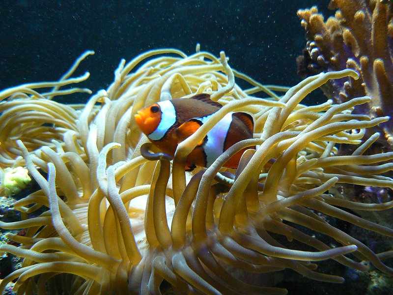 Clownfisch zwischen Seeanemonen