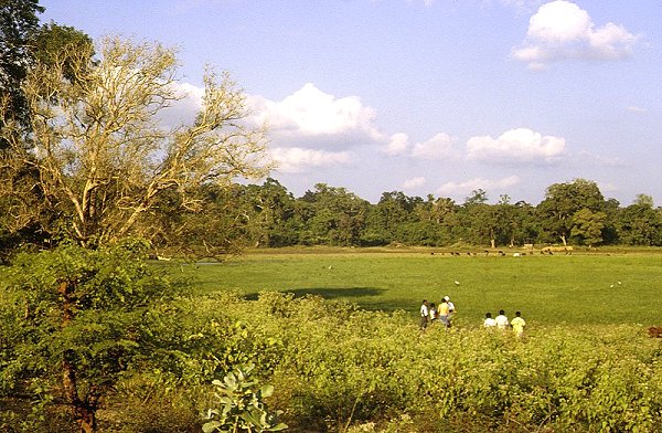 Sigiriya - Weideflchen im Dschungel