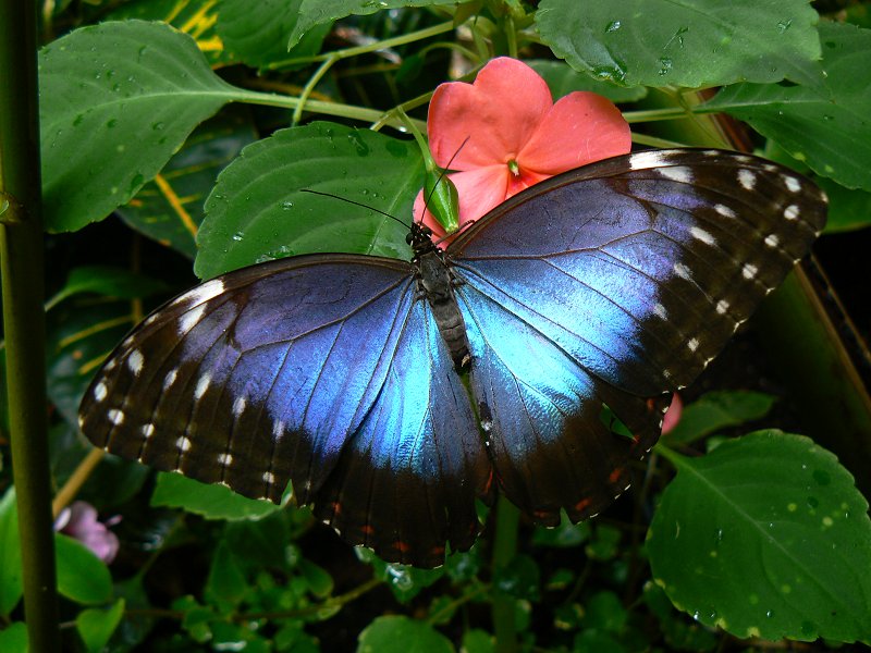 Schmetterlinge - Falter