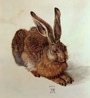 Feldhase - Albrecht Dürer