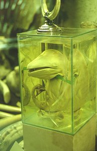 Marineland - Delphin-Embryo