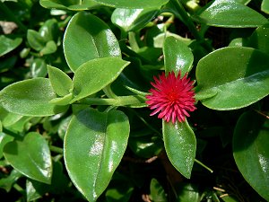 Blüte