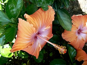 Blüte