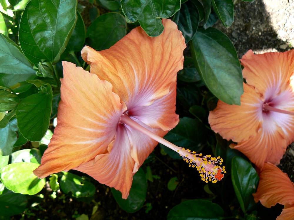 Blüte an der Cote d'Azur