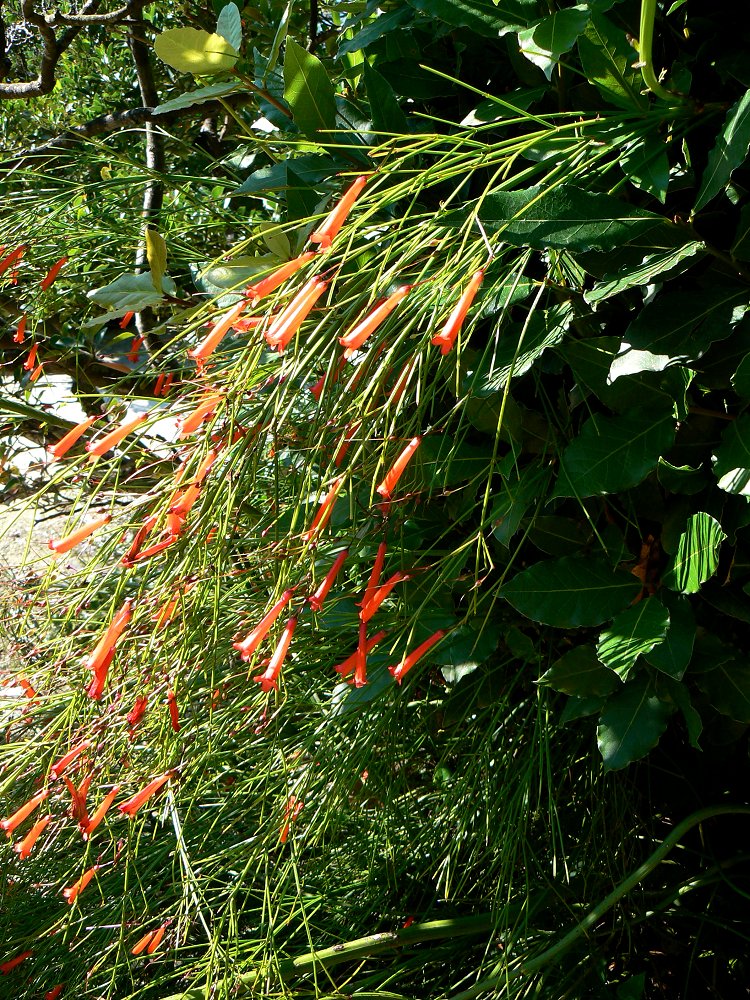 Blumen an der Cote d'Azur