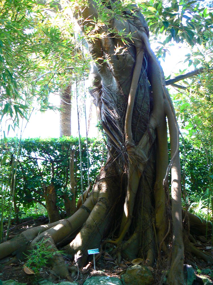 Großblättrige Feige (Ficus macrophylla)