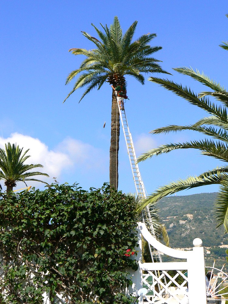 Palmenpflege an der Cote d'Azur