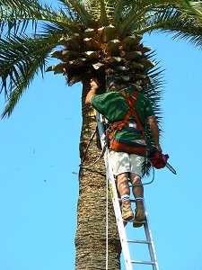 Palmenpfleger