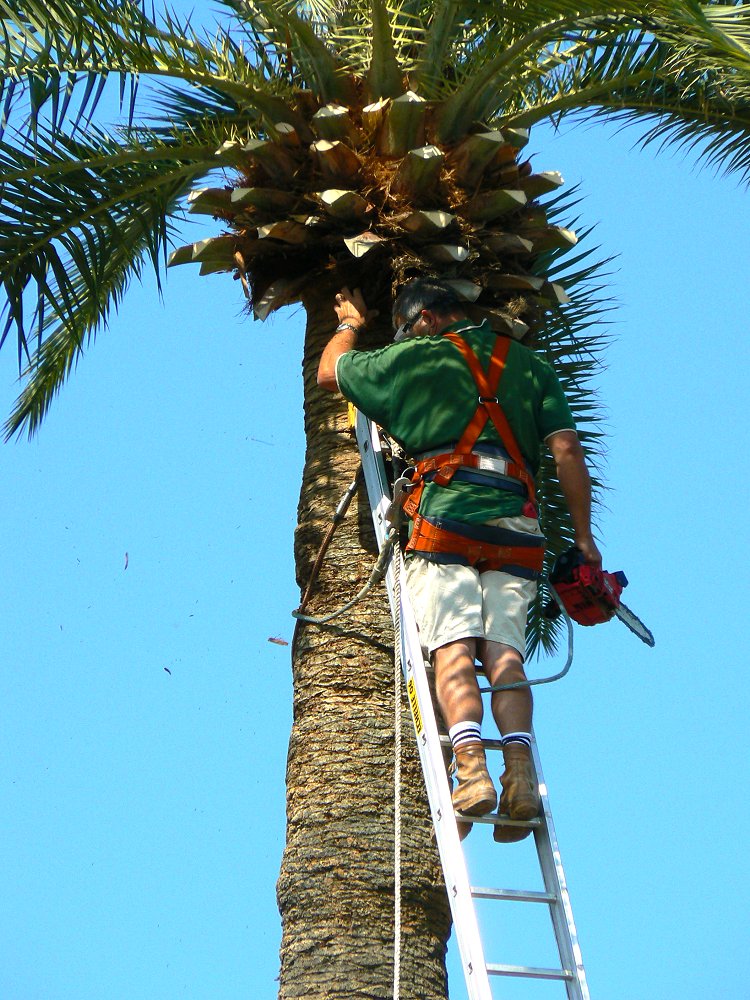 Palmenpfleger an der Cote d'Azur