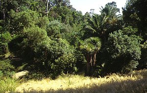 Park der Domaine du Rayol