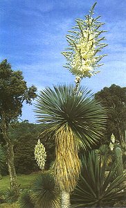 Yucca-Palme im "Mexikanischen Garten" der Domaine du Rayol