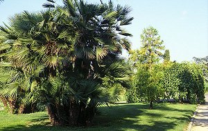 Der Jardin Olbius-Riquier