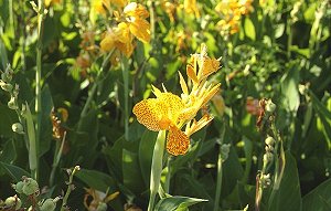 Blumen im Jardin Olbius-Riquier