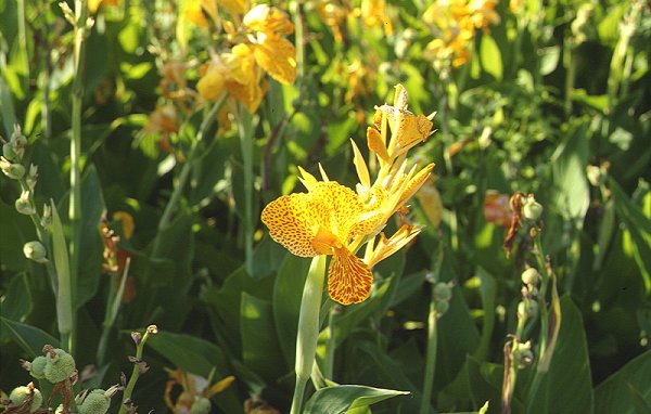 Im Jardin Olbius-Riquier in Hyeres