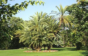 Verschiedene Palmenarten