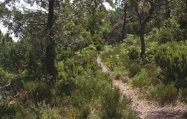 Foret Domaniale de l'Esterel