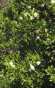 Foret Domaniale de l'Esterel