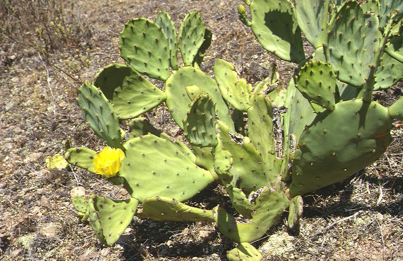 Kaktus - Montagne-de-Roquebrune