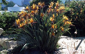 Nizza - Parc Floral Phoenix