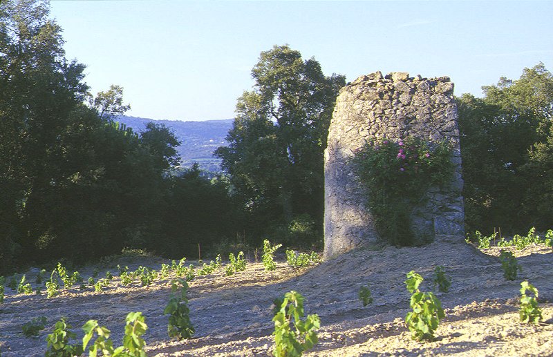 Brunnen in einem Weinberg