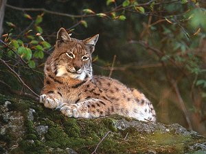 Luchs im Fichtelgebirge