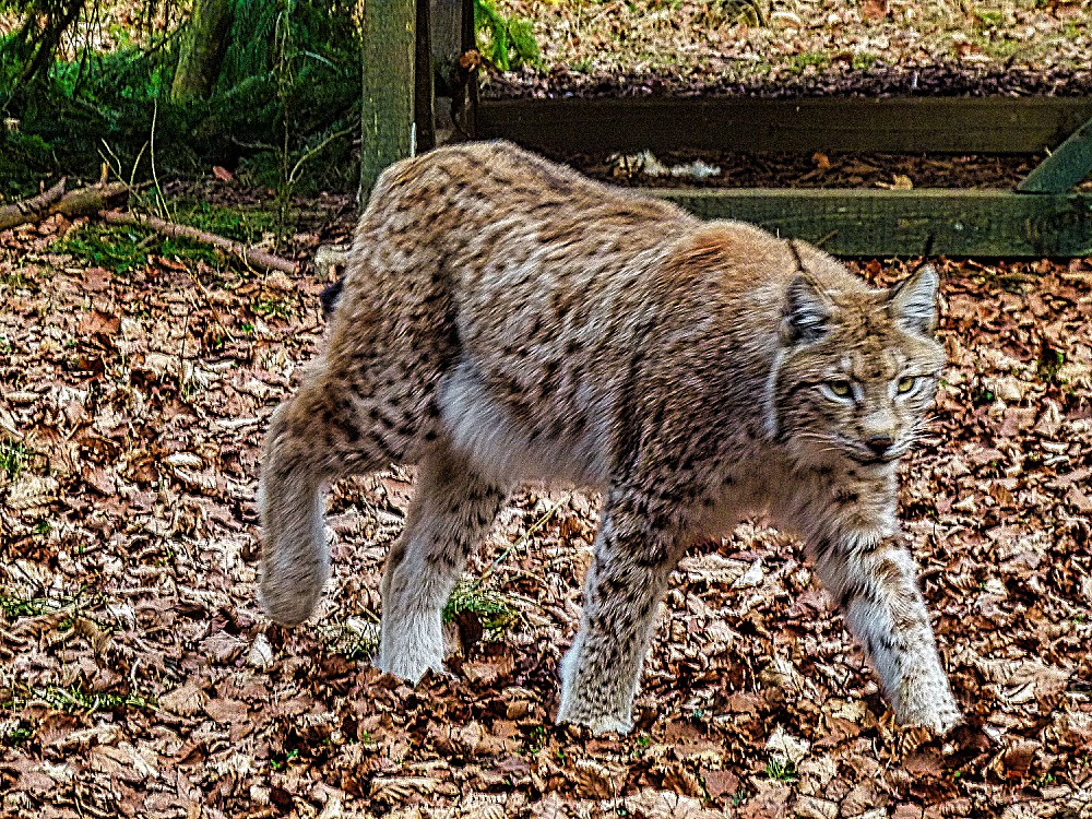 Wildpark Hundshaupten