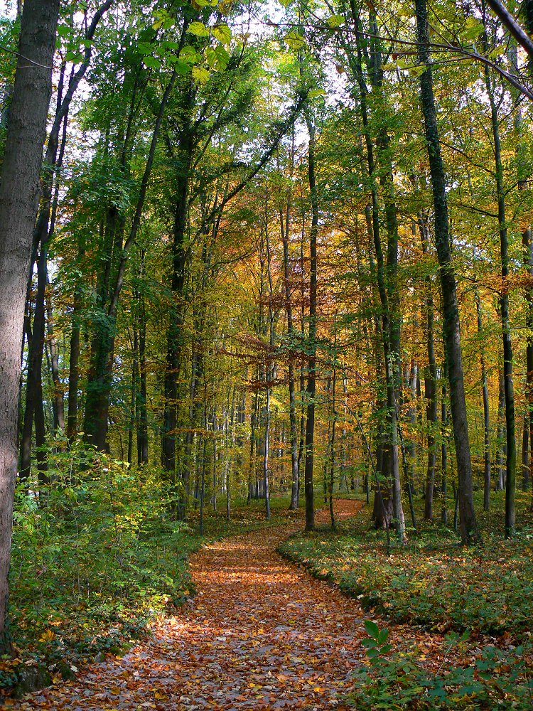 Sanspareil - Laubbäume im Herbst