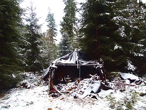 Ein Waldläufer im Fichtelgebirge