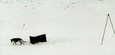 Hundelaufanlage im Winter