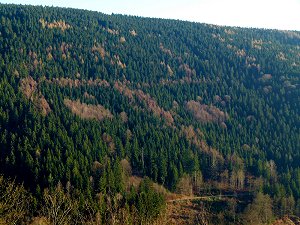 Hakenkreuz im Wald des Fichtelgebirges