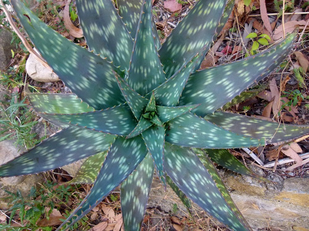 Aloe Vera