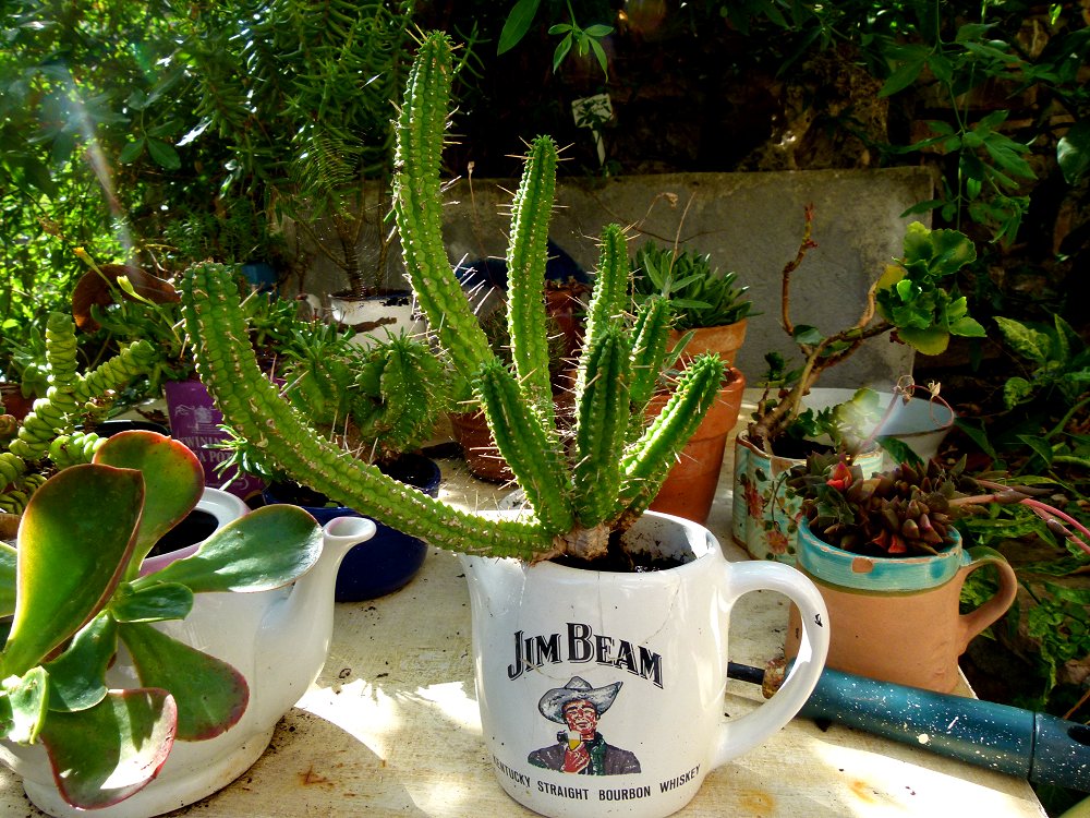 Kaktus in Jim Beam Whiskytasse