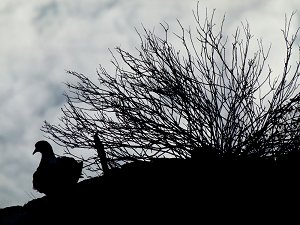 Taube im Gegenlicht
