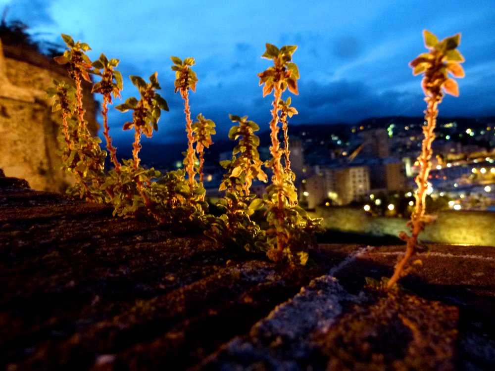 Auf den Burgmauern der Festung Savona