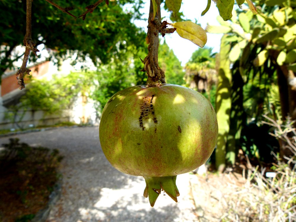 Granatapfel