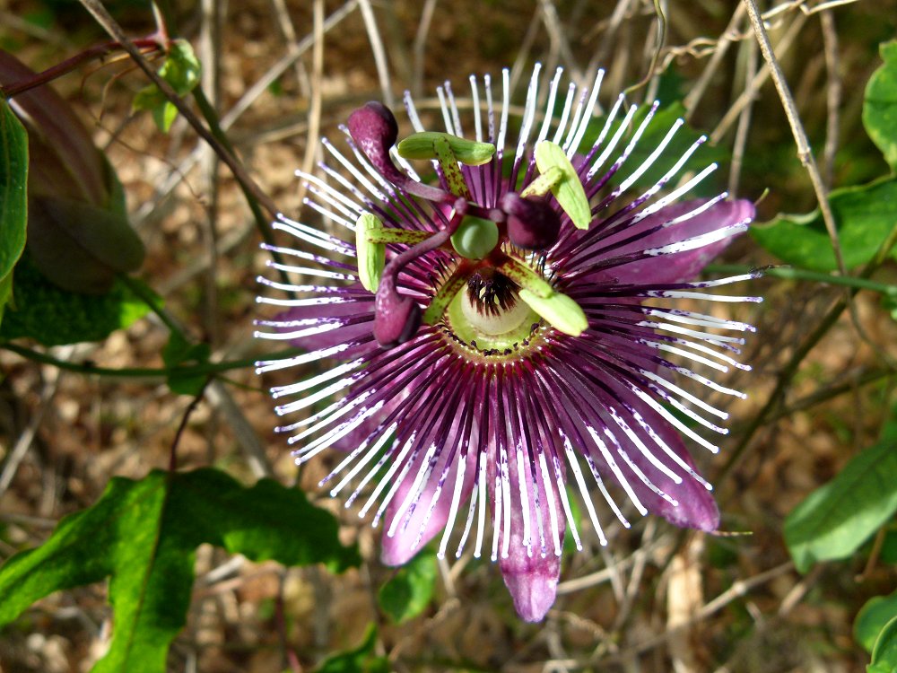 Blüte einer Passionsblume