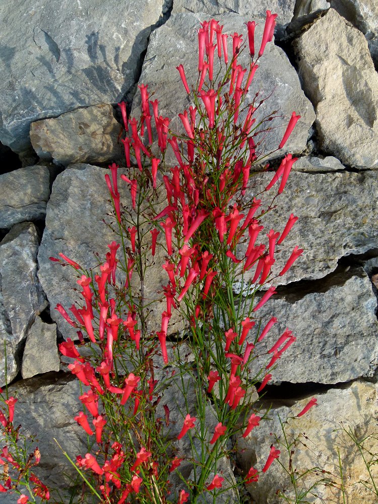 Russelia equisetiformis aus Mexiko