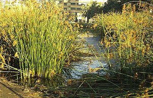 Los Angeles Tar Pits