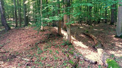 Hallstattzeitliches Gräberfeld im Pfarrholz bei Kasendorf
