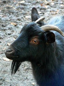 Kamerunziegen (Capra familiaris)