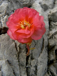 Blüte aus dem nackten Fels