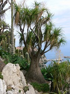Exotischer Baum