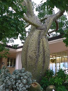 Exotischer Baum