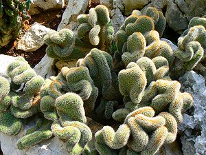Exotischer Kaktus