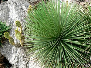 Kaktus im Exotischen Garten Monaco