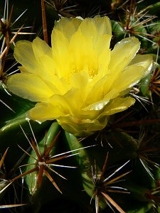 Gelbe Kaktusblüte