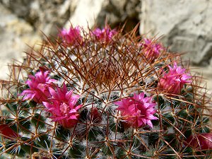 Kaktus mit mehreren roten Blüten
